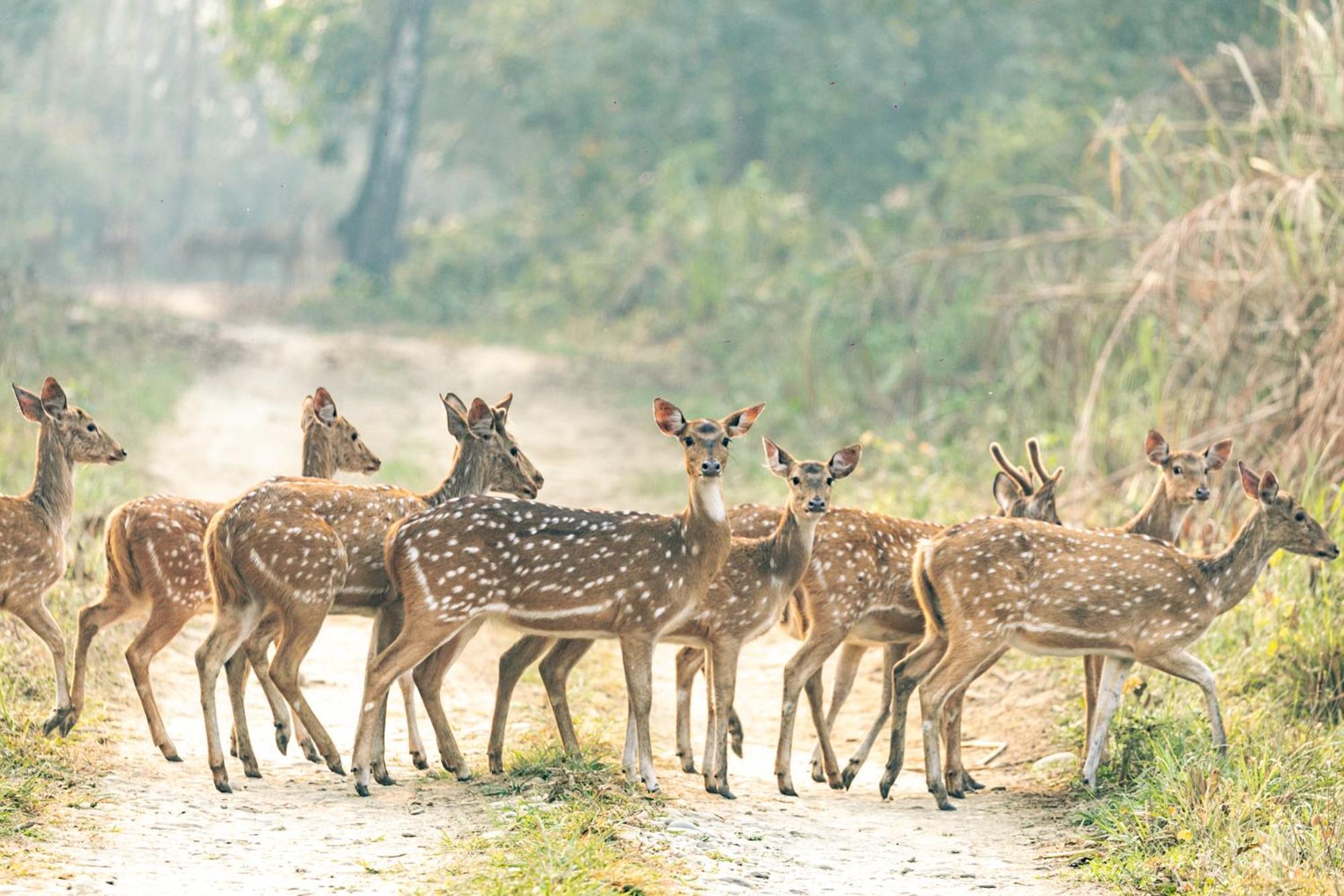 Отель Kasara Chitwan Patlahara Экстерьер фото