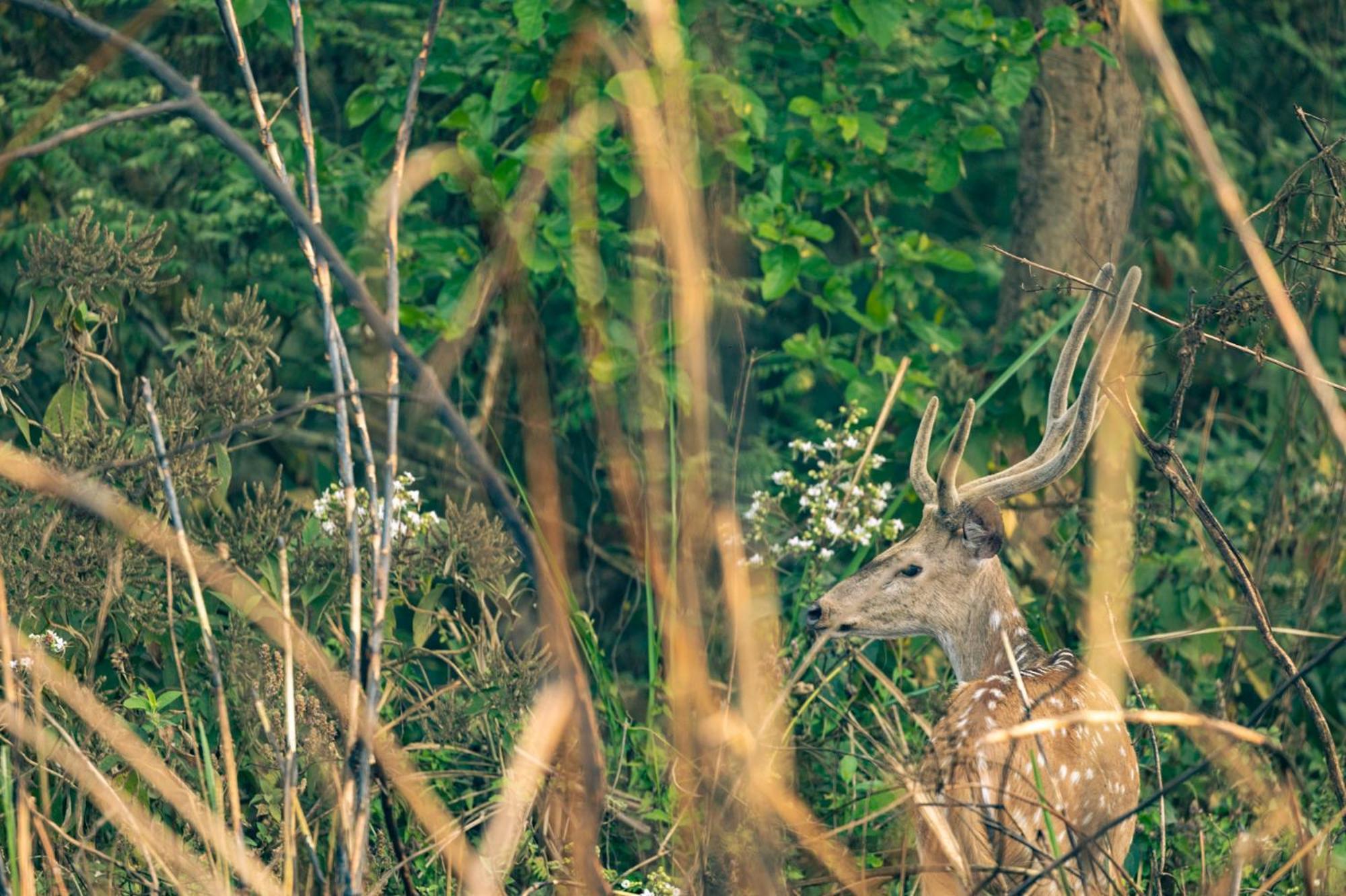 Отель Kasara Chitwan Patlahara Экстерьер фото