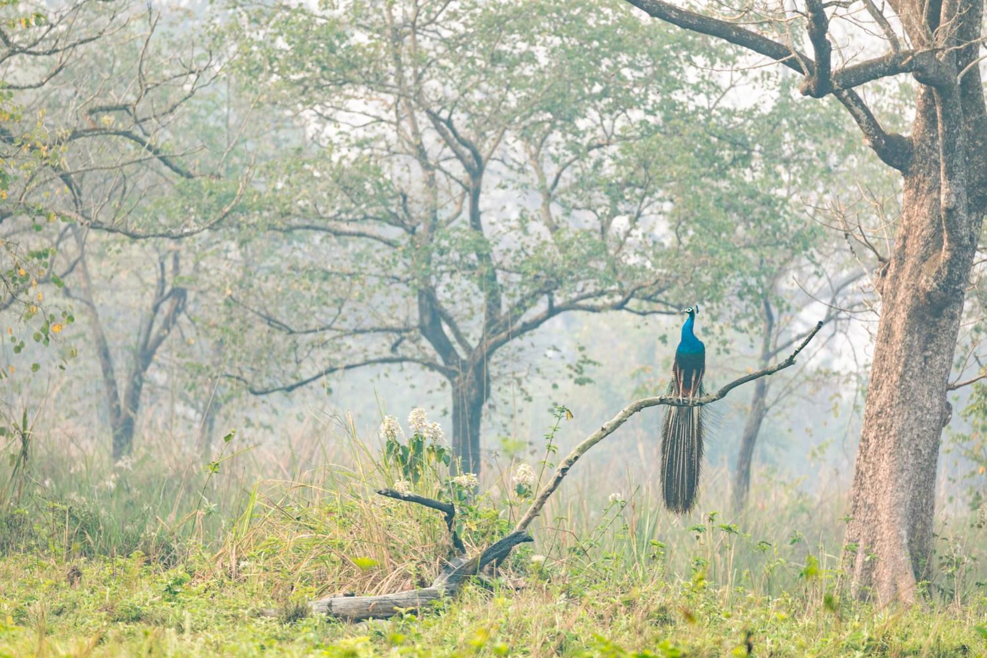 Отель Kasara Chitwan Patlahara Экстерьер фото