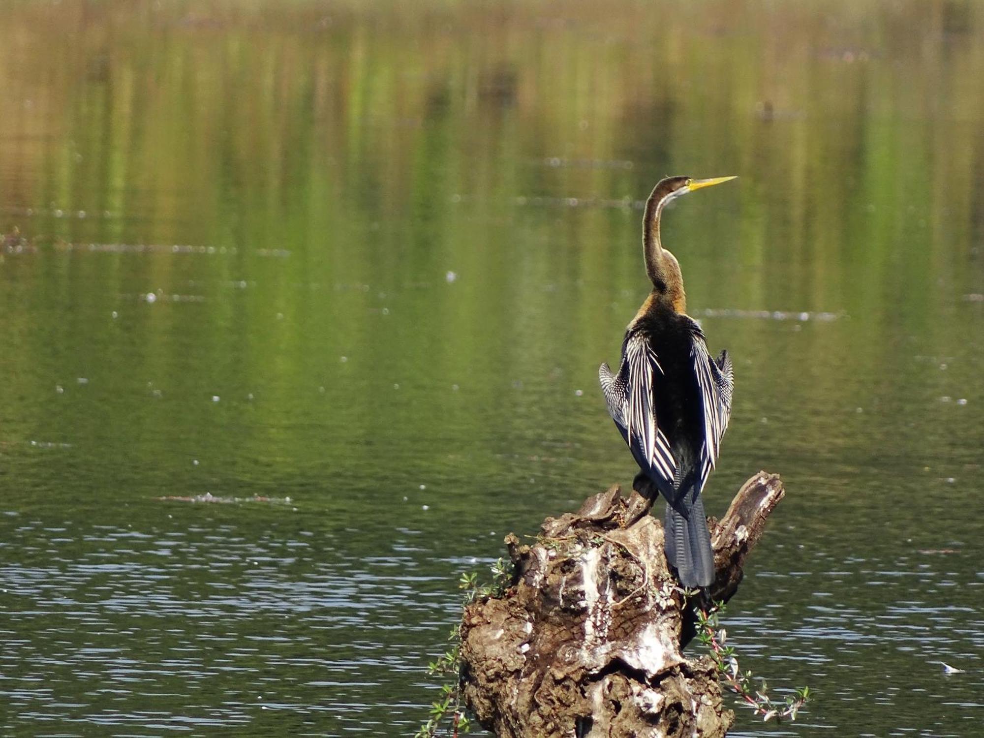 Отель Kasara Chitwan Patlahara Экстерьер фото
