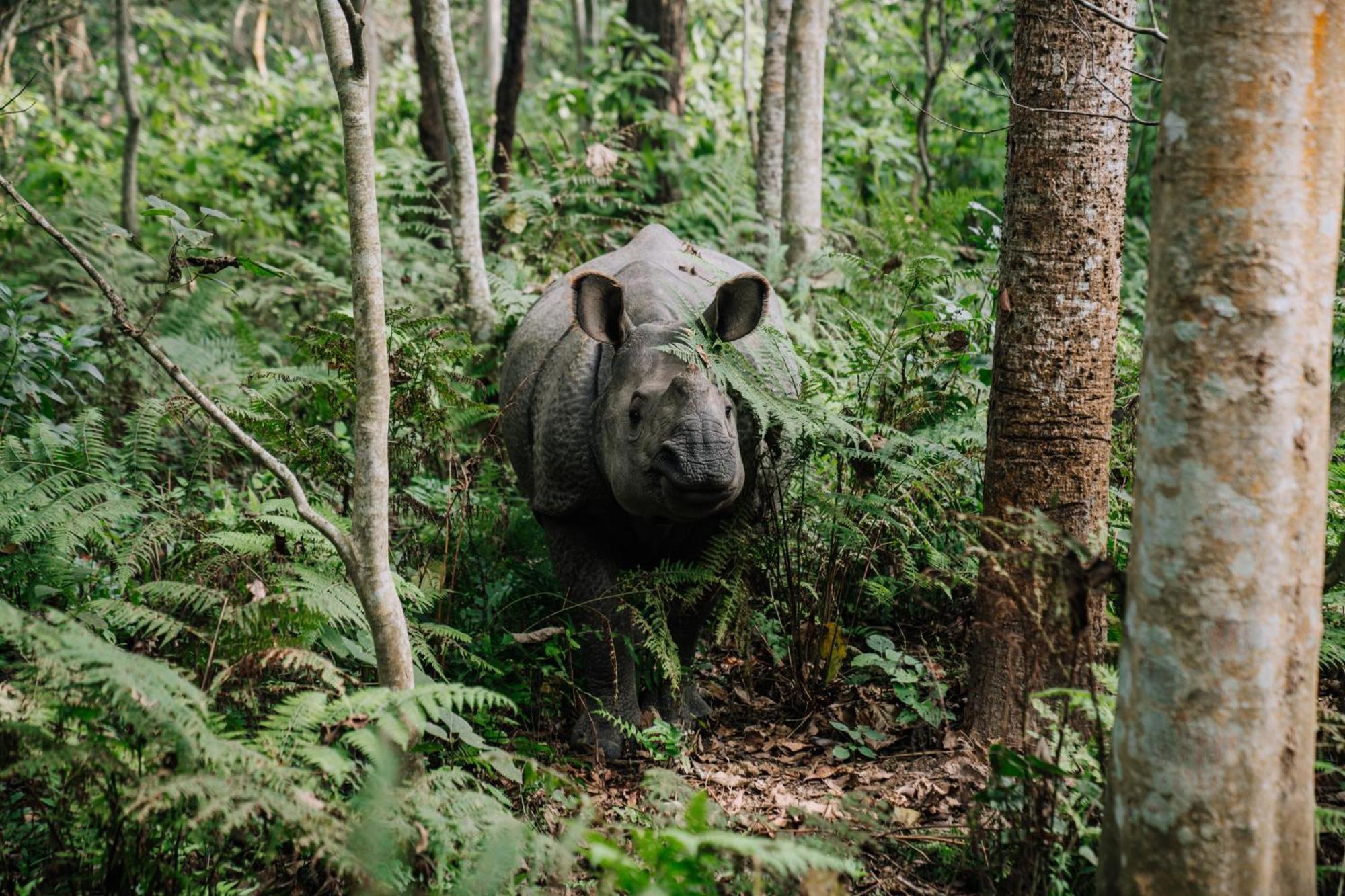 Отель Kasara Chitwan Patlahara Экстерьер фото